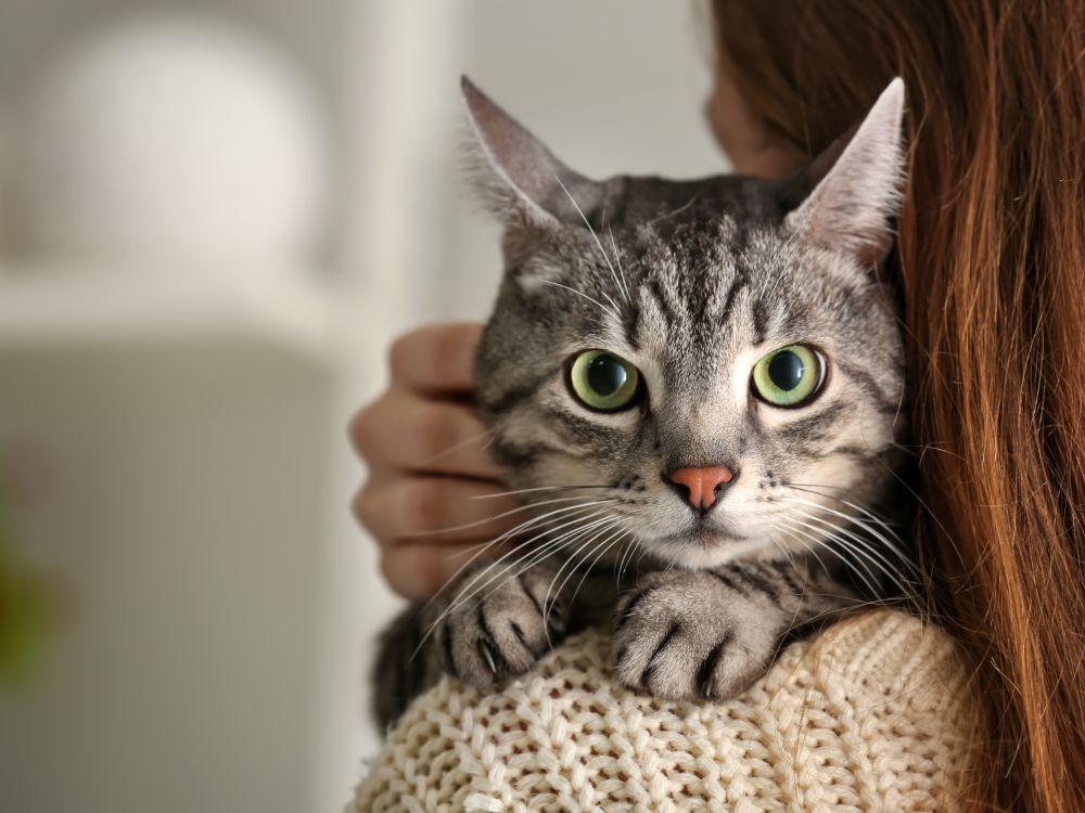 Como escolher qual melhor plano pet para o seu animal 