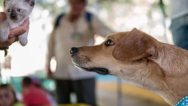 Regras essenciais para levar seu animal de estimação a bordo